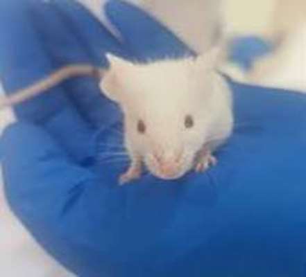 * Animal modeling of different disease (cancer, diabetes and etc.) * Determination of animal toxicity (acute, sub-acute, chronic) for chemical and biological samples * Six-pack, toxicology-acute toxicity testing for chemical and biological samples